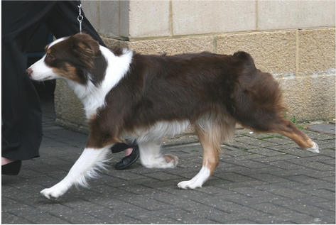 Lucy Trotting