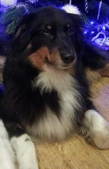Ziva Beautiful Black Tri