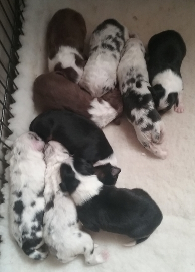 Puppies 5 days old