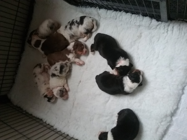 Puppies 2 weeks 2 days old