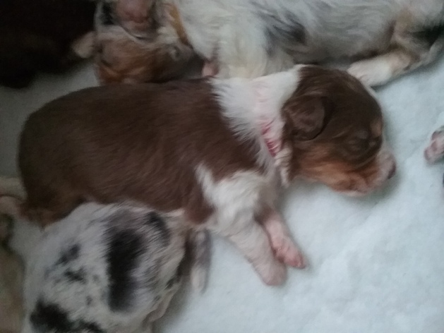 Red Tri male 2 weeks 2 days
