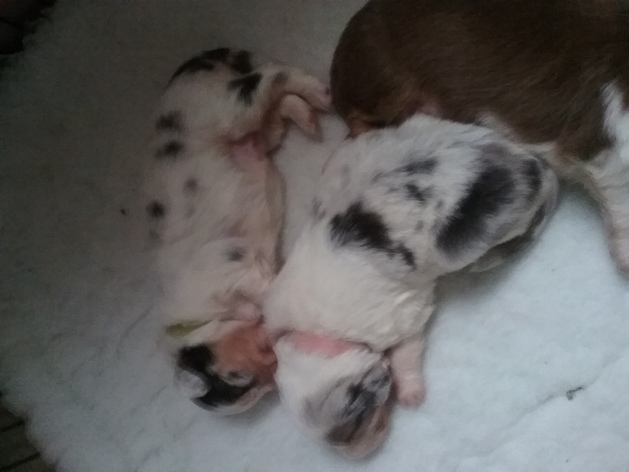 Blue Merle Girls 2 weeks 2 days 16 nov