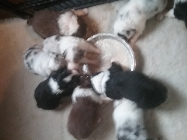 Puppies having first taste of porridge
