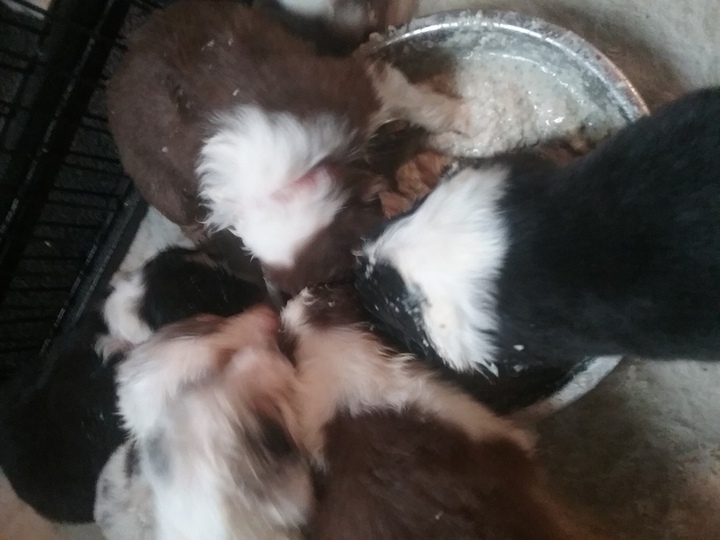 Puppies having breakfast