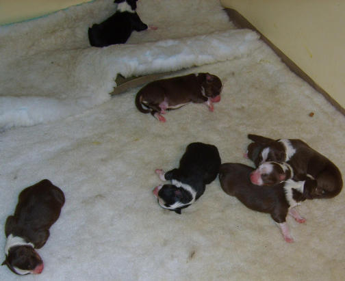 PUPPIES 1 DAY OLD