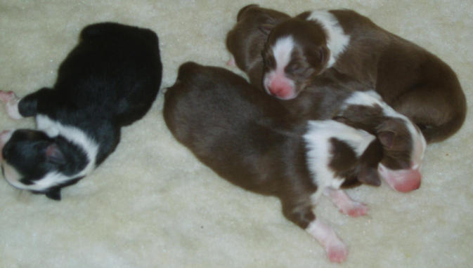 Carley & Derby's Babies