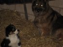 ALFIE & HIS KENNEL MATE THE GSD IN THE HAY AT THE STABLES