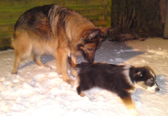 ALFIE & HIS NEW KENNEL MATE IN THE SNOW