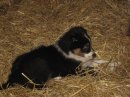 ALFIE TAKING A REST IN THE HAY
