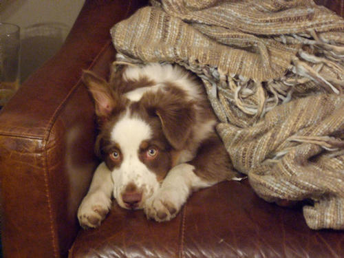 BLAZE UNDER THE COVERS OF THE SETEE