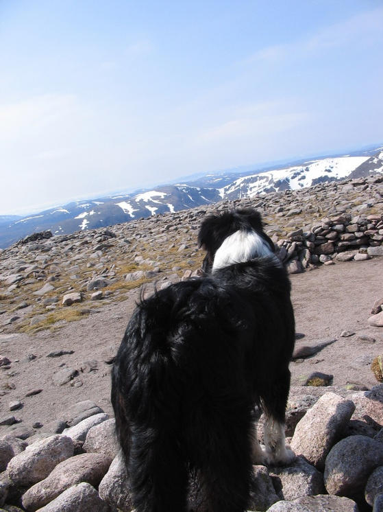 CHALI  ON THE MOUNTAIN ADMIRING THE VIEW