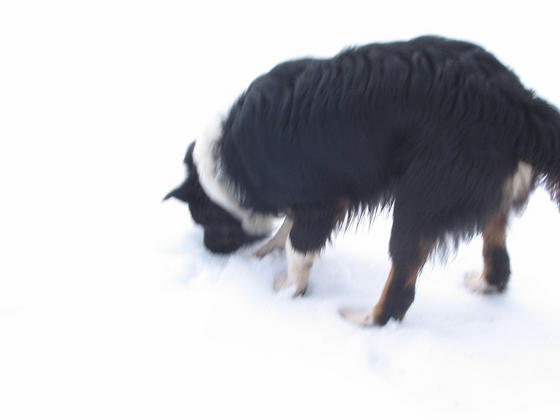 CHALI IN THE SNOW