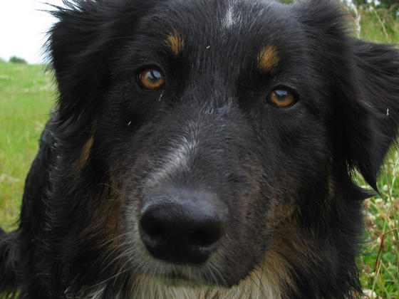 HEAD SHOT OF CHALI