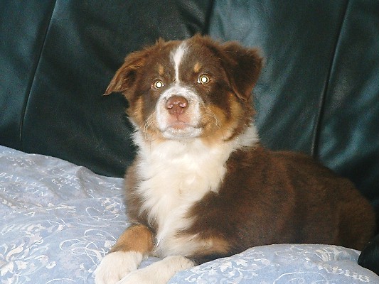 ZENIE RED TRI FEMALE