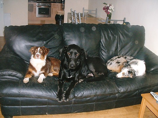 ZENIE WITH HER KENNEL MATES LIZZIE & DUKE