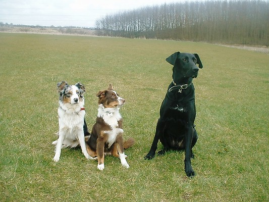ZENIE LIZZIE & DUKE SITTING NICE FOR MUM & DAD
