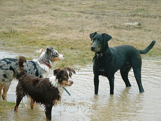 ZENIE WITH HER KENNEL MATES HAVING A PADDLE IN A POOL OF WATER