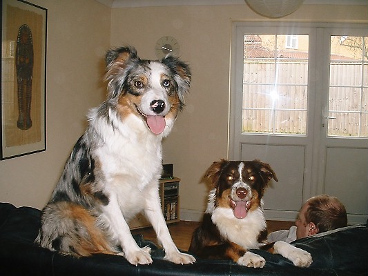 LIZZIE & ZENIE SITTING ON THE BACK OF THE SOFA