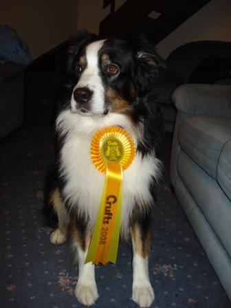 Echo with his Crufts Rosette