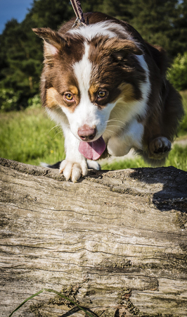 Scarlette jumping over a large log