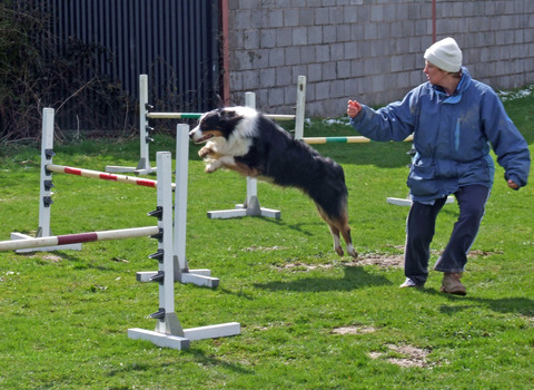 GEORGE DOING AGILITY