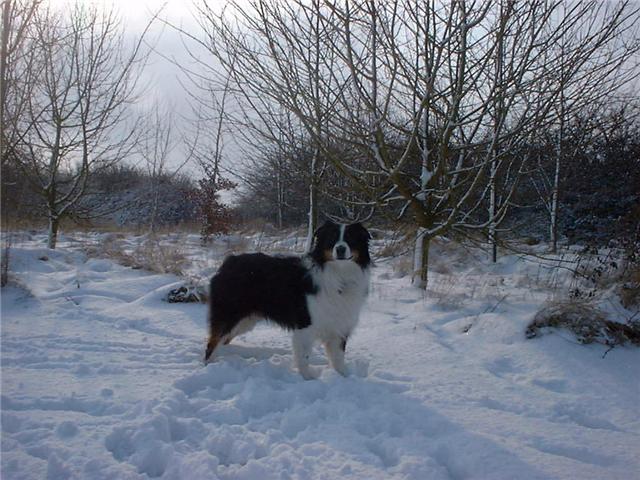 GEORGE IN THE SNOW