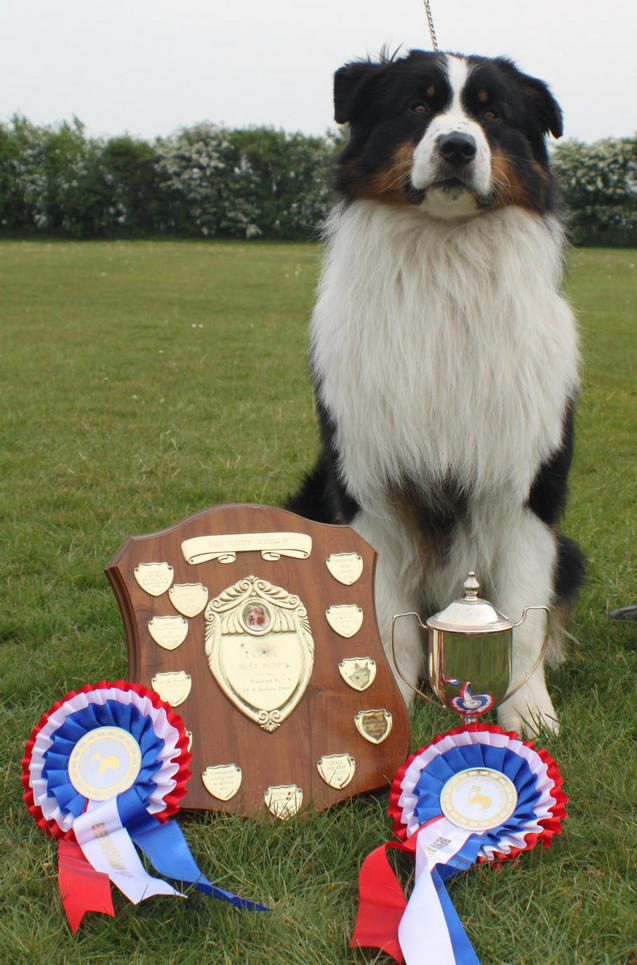 Jacob with his awards he won at ASCUK AGM for their Annual  Awards for pointa gained at shows in 2010