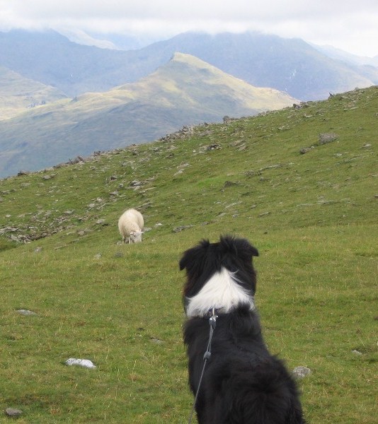 CHALI WATCHING THE SHEEP