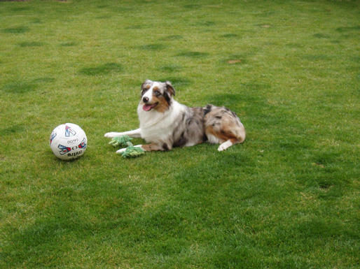 OZZYPOOL HEY JUDE BLUE MERLE BITCH