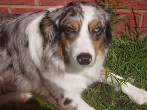 OZZYPOOL HEY JUDE "JUDE" BLUE MERLE BITCH