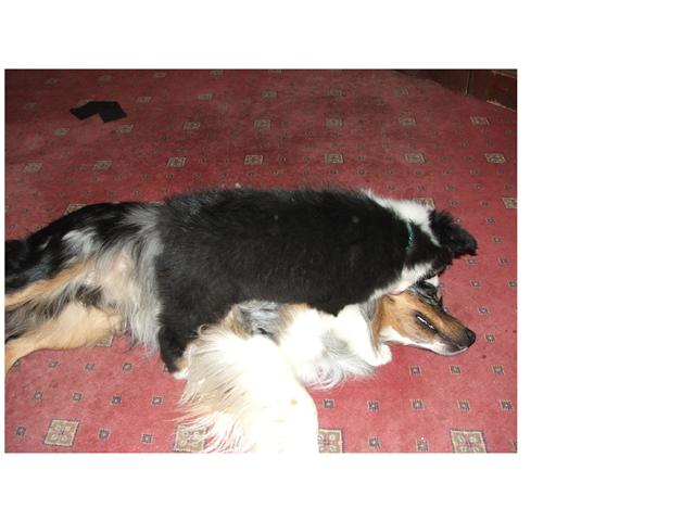 KIAH WITH NEW KENNEL MATE RAZZEL