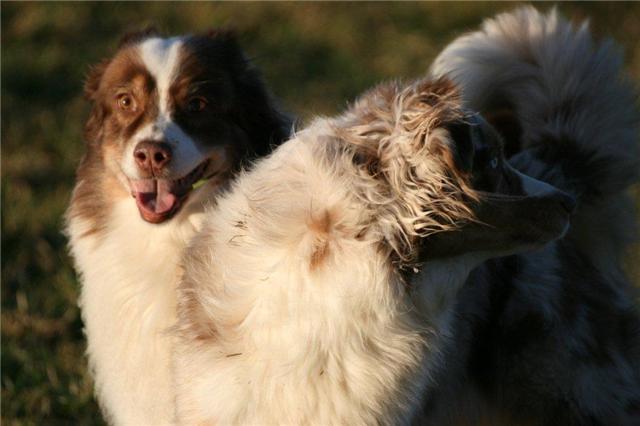 MEG WITH HER KENNEL MATE POPPY