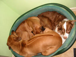 Ozzypool Nut Meg "Meg" With her kennel mates.