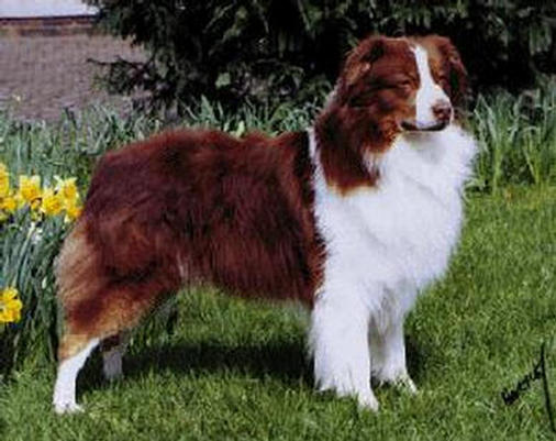 irish shepherd dog