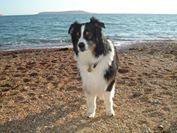 OZZYPOOL MARQUIS DIAMOND AKA MURPHY ON THE BEECH