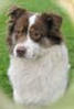 HEAD SHOT OF PEPPER