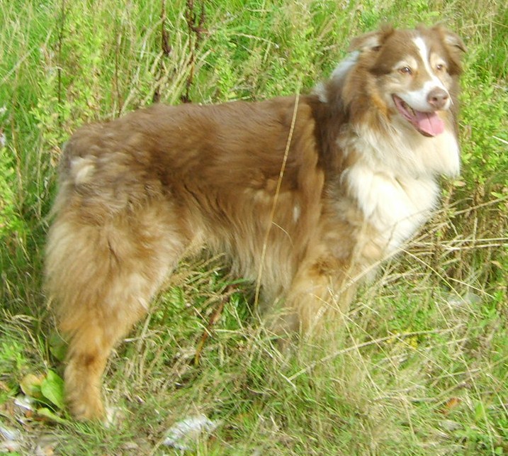 ROBIN RED TRI DOG AGED 11