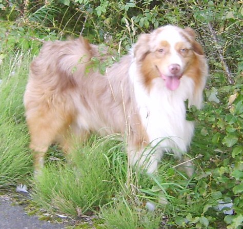 Rocky In the grass at Strathclyde Country Park Scotland