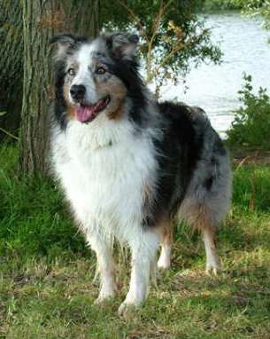 Skye Blue Merle Dog