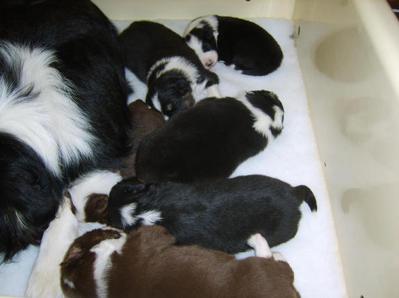 PUPPIES AT 2 WEEKS OLD