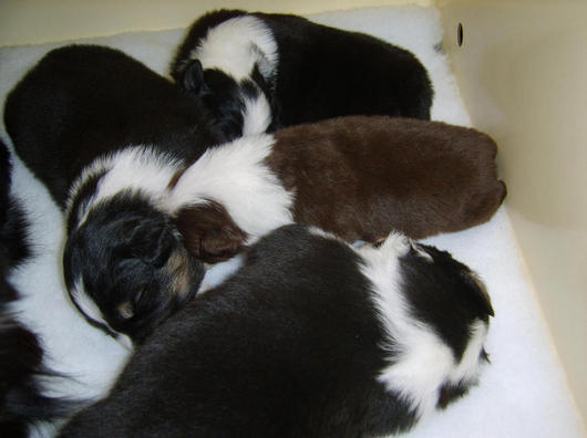 PUPPIES 2& HALF WEEKS