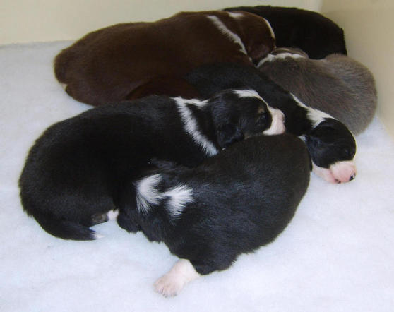 PUPPIES HUDDLED TOGETHER AFTER feed