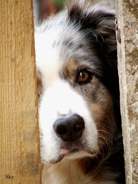 Skye Spice's Litter Brother