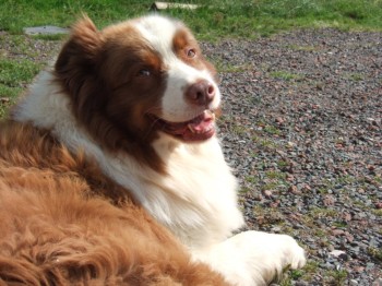 OZZYPOOL CAYENNE AT CHRISVALE "TODDY" RED TRI OWNED & LOVED BY CAROL & SHARON PARRY