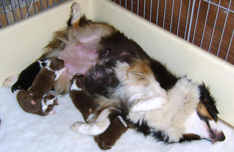 CARLEY RELAXING WITH HER BABIES