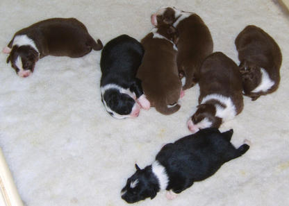 CARLEY'S PUPPIES 1 WEEK OLD