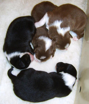THE BOYS 1 WEEK OLD