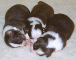 THE GIRLS 1 WEEK OLD