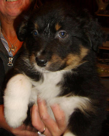 ZIVA BLACK TRI BITCH NO WHITE ON HEAD