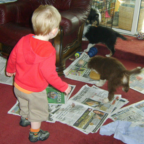 CHARLIE JEAN TURNBULL'S GRANDSON WATCHING WHAT THE PUPS ARE DOING
